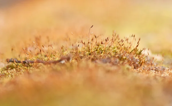 Mech closeup — Stock fotografie