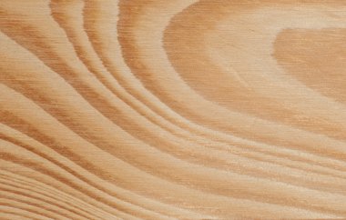 iğne yapraklı ağaç