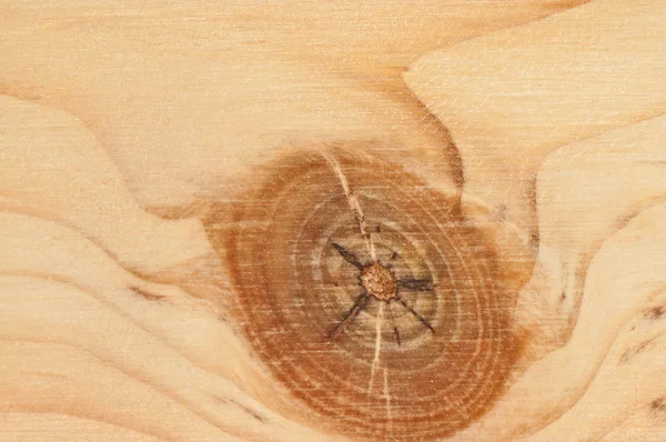 Tryckimpregnerat trä med ränder och Knut — Stockfoto