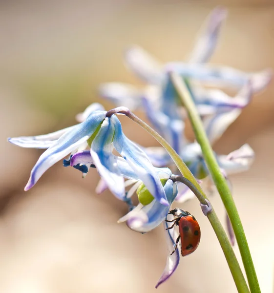 Coccinelle sur les fleurs — Photo