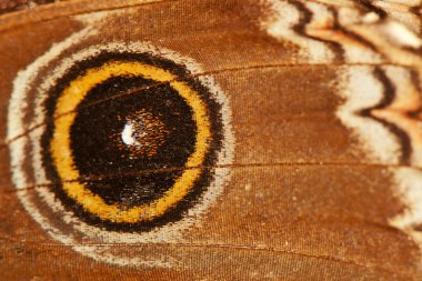 Kelebek kanadı arka plan