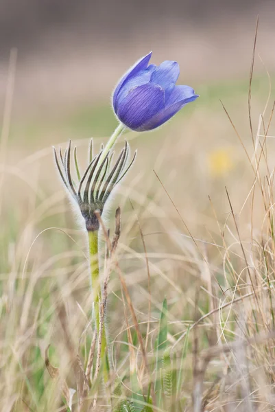 Pasqueflower çayır üzerinde — Stok fotoğraf