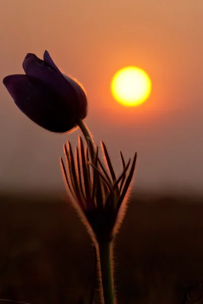 Blume bei Sonnenuntergang — Stockfoto