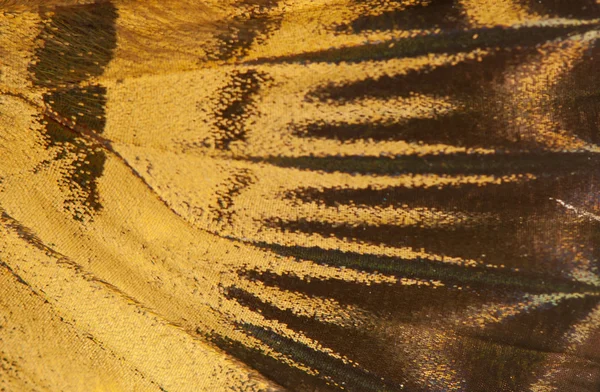 Kelebek kanadı arka plan