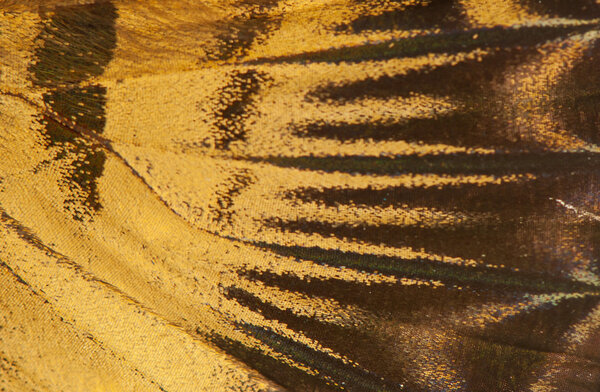 Фон бабочки
