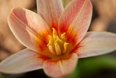 Pembe çiçek yakın plan.