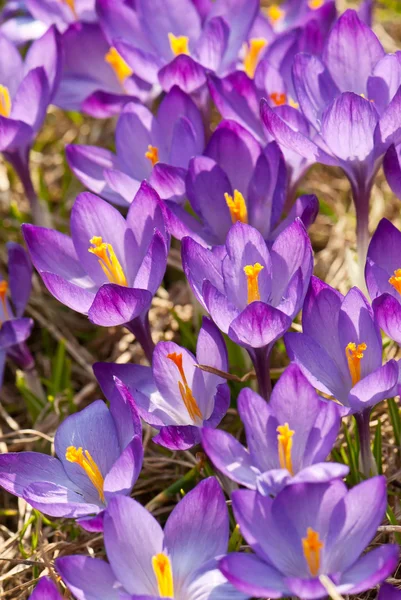 Meadow of crocus — Stock Photo, Image