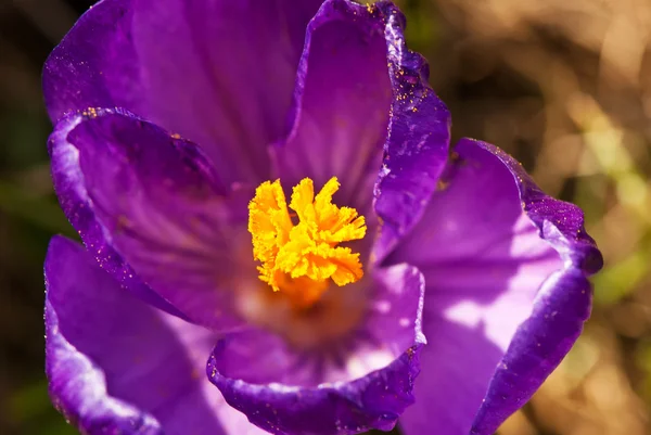 Fialové crocus closeup — Stock fotografie