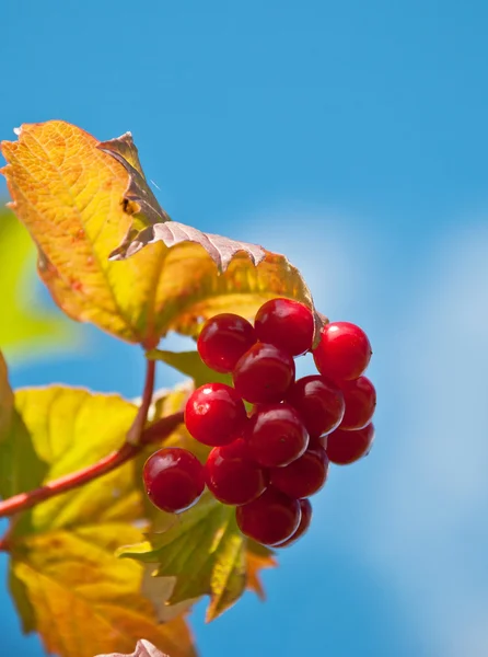 Červené bobule — Stock fotografie