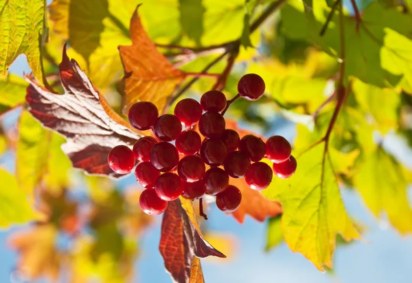 Red berries and autumn leaves — Stock Photo, Image