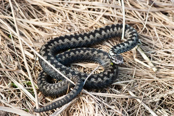 Adder europeu — Fotografia de Stock