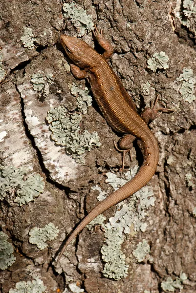 Lizard on wood table — Stock Photo, Image