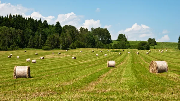 Haystacks em um campo — Fotografia de Stock