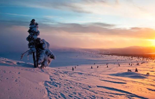 ağacı kışın gün batımında