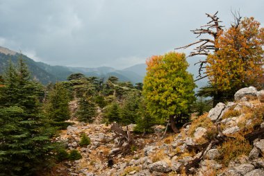 Sonbaharda dağ manzarası