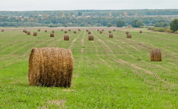 畑の上の干し草 — ストック写真