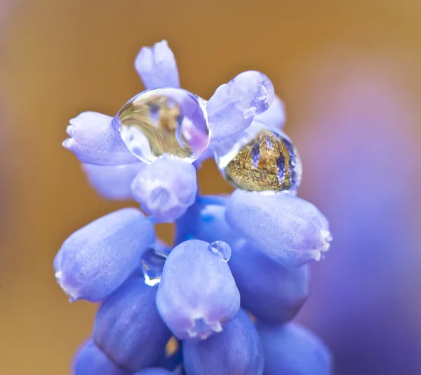 Kapky na květ — Stock fotografie