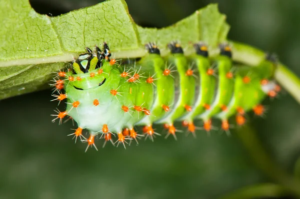 Grüne Raupe mit roten Dornen — Stockfoto