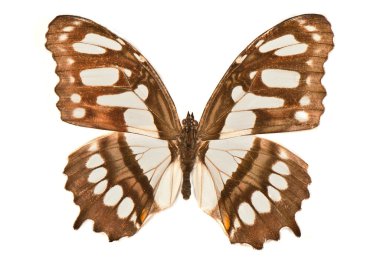 Beyaz arkaplanda kelebek