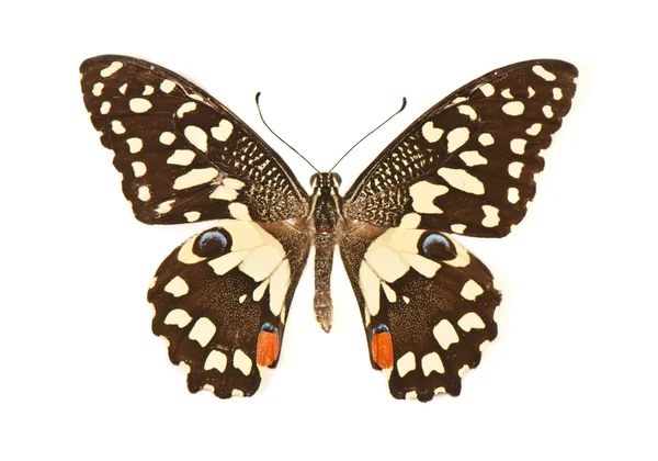 Motyl ze skrzydłami otwarte w widoku z góry jako pływające — Zdjęcie stockowe