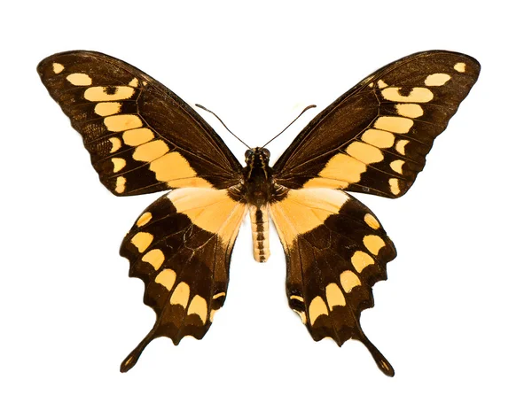 Black and yellow Swallowtail — Stock Photo, Image