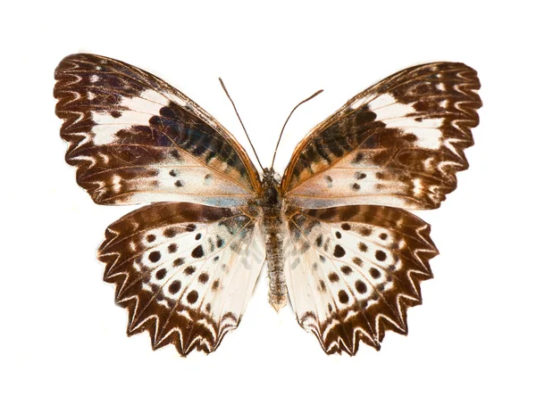 Motley butterfly on a white background — Zdjęcie stockowe