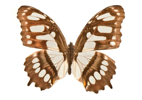 Beyaz arkaplanda kelebek