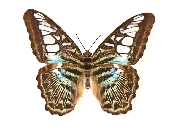 Motley butterfly on a white background — Zdjęcie stockowe