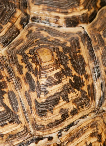 Schildkrötenpanzer, Hintergrund — Stockfoto