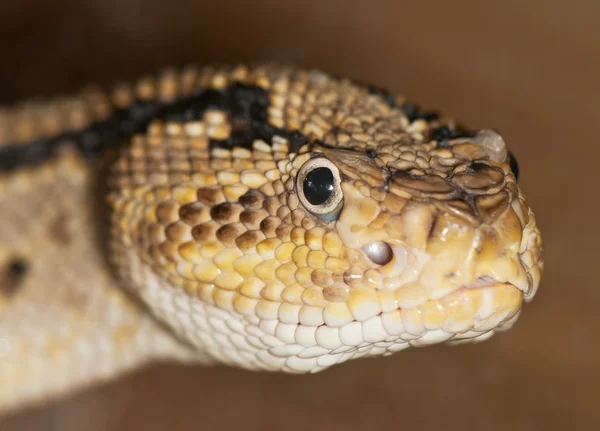 Retrato de uma cobra venenosa — Fotografia de Stock
