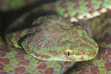 zehirli yılan portre