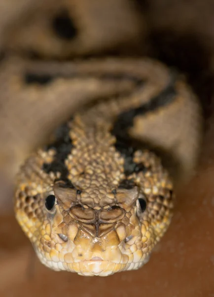 Retrato de uma cobra venenosa — Fotografia de Stock