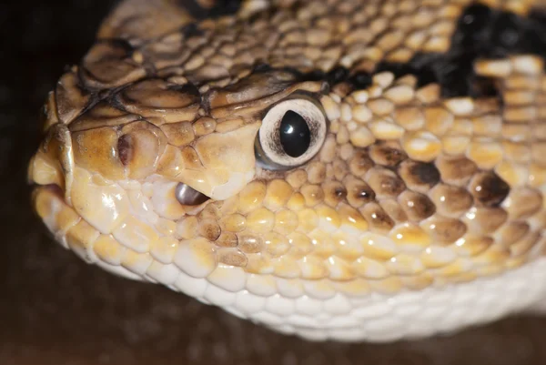 Zehirli bir yılan portresi — Stok fotoğraf