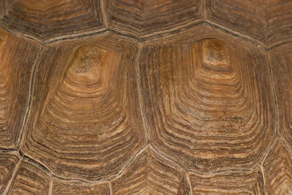 Želva skořápky textura — Stock fotografie