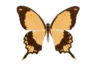 siyah ve sarı swallowtail