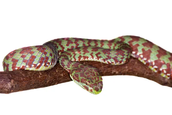 Serpente venenosa em um galho de árvore — Fotografia de Stock