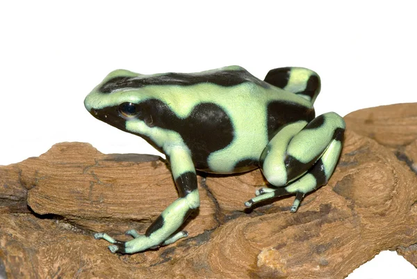 Black and green frog on tree bark — Stock Photo, Image