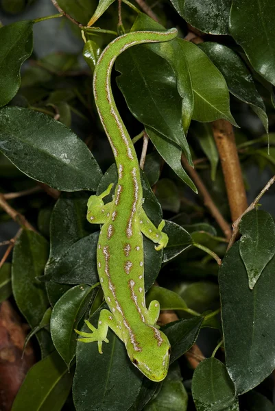 Lizard on a tree branch — Stock Photo, Image
