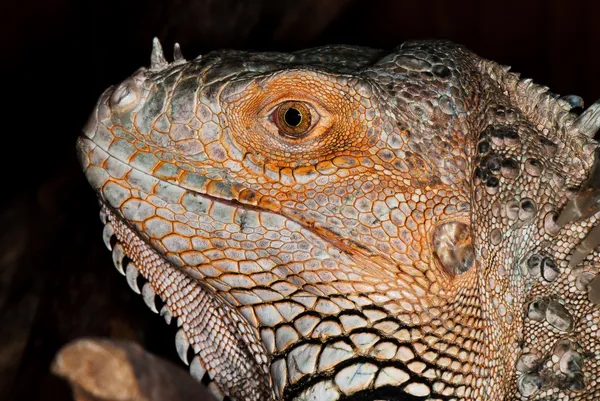 Iguana portresi — Stok fotoğraf