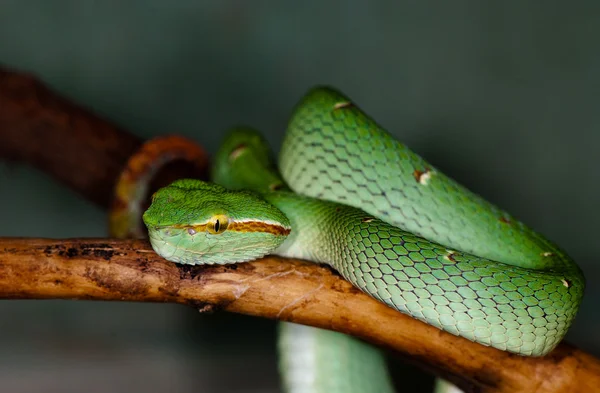 Una serpiente verde en una rama de árbol Fotos de stock libres de derechos