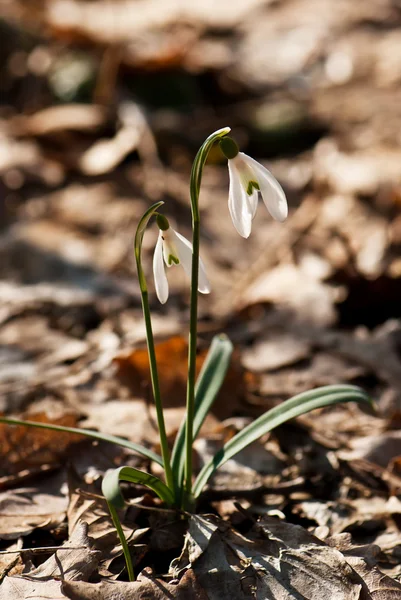 Two snowdrops — Stock Photo, Image