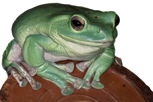 Frog sitting on a ceramic pot — Stock Photo, Image