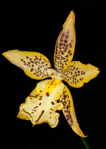 Gelbe Orchidee — Stockfoto