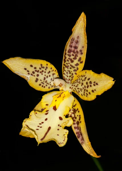 Orchidée jaune — Photo