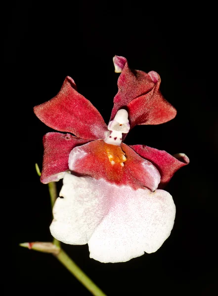 Kırmızı ve beyaz orkide — Stok fotoğraf
