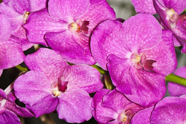 Ramo de orquídea com flores rosa — Fotografia de Stock