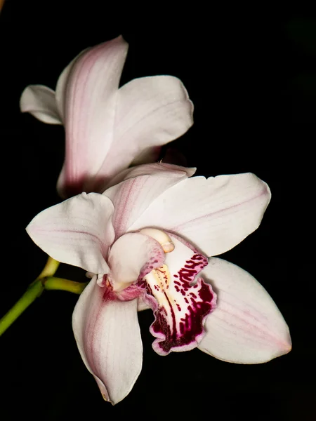 Orquídea blanco-rosa — Foto de Stock