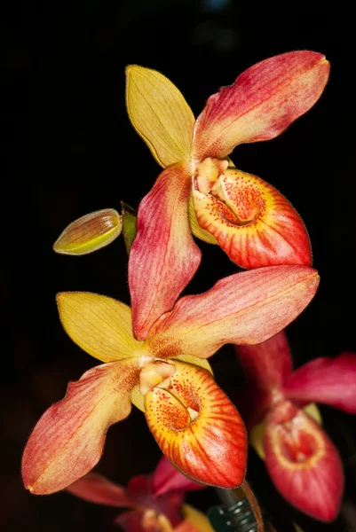 Červené a žluté orchideje — Stock fotografie
