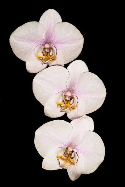 Três orquídeas rosa — Fotografia de Stock