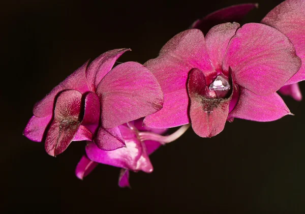 Orquídeas púrpuras — Foto de Stock